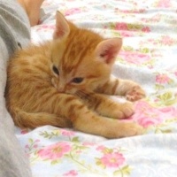 Tekir Kedi, Kedi  Simba fotoğrafı