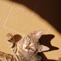 Tekir Kedi, Kedi  Müezza fotoğrafı
