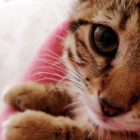 Tekir Kedi, Kedi  Müezza fotoğrafı