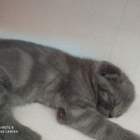 Scottish Fold, Kedi  Daisy fotoğrafı
