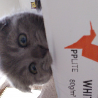 Scottish Fold, Kedi  Daisy fotoğrafı