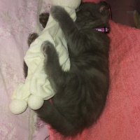Scottish Fold, Kedi  Daisy fotoğrafı
