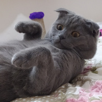 Scottish Fold, Kedi  Daisy fotoğrafı