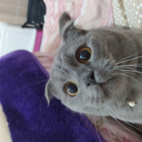 Scottish Fold, Kedi  Daisy fotoğrafı