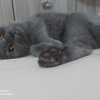 Scottish Fold, Kedi  Daisy fotoğrafı