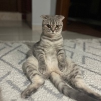 Scottish Fold, Kedi  Maya fotoğrafı