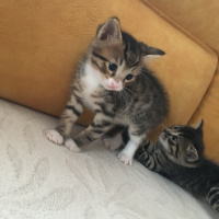 Tekir Kedi, Kedi  Güçlü çiko lokum fotoğrafı