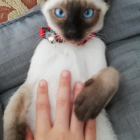 Siyam Kedisi, Kedi  Asil fotoğrafı
