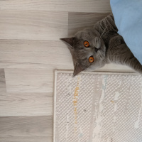 British Shorthair, Kedi  Sezar fotoğrafı