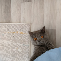 British Shorthair, Kedi  Sezar fotoğrafı
