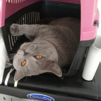 British Shorthair, Kedi  Sezar fotoğrafı