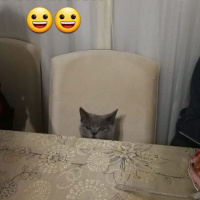 British Shorthair, Kedi  Sezar fotoğrafı
