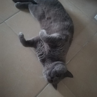 British Shorthair, Kedi  Sezar fotoğrafı