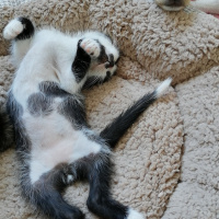 American Shorthair, Kedi  Popcorn fotoğrafı