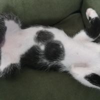 American Shorthair, Kedi  Popcorn fotoğrafı