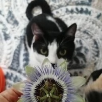 American Shorthair, Kedi  Popcorn fotoğrafı