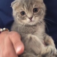 Scottish Fold, Kedi  mario gomez fotoğrafı