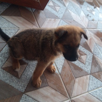 Alman Çoban Köpeği, Köpek  Herkül fotoğrafı