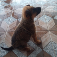 Alman Çoban Köpeği, Köpek  Herkül fotoğrafı