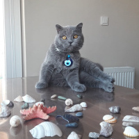 British Shorthair, Kedi  Boldy fotoğrafı