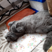 British Shorthair, Kedi  Boldy fotoğrafı