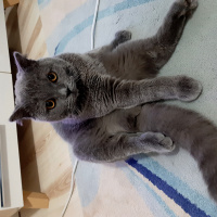British Shorthair, Kedi  Boldy fotoğrafı