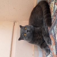 British Shorthair, Kedi  Boldy fotoğrafı