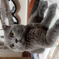 British Shorthair, Kedi  Boldy fotoğrafı