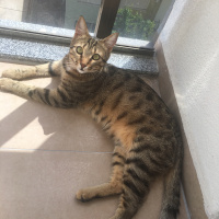 Tekir Kedi, Kedi  Balım fotoğrafı