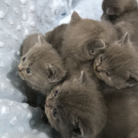 Scottish Fold, Kedi  Duman fotoğrafı