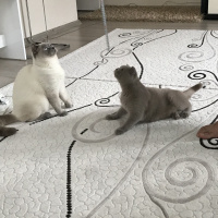 Scottish Fold, Kedi  Duman fotoğrafı