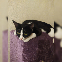 Tuxedo (Smokin) Kedi, Kedi  Minnie fotoğrafı