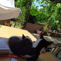 Tuxedo (Smokin) Kedi, Kedi  Minnie fotoğrafı