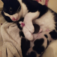 Tuxedo (Smokin) Kedi, Kedi  Minnie fotoğrafı