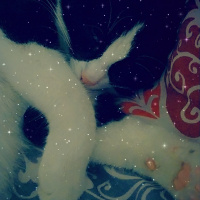 Tuxedo (Smokin) Kedi, Kedi  Minnie fotoğrafı