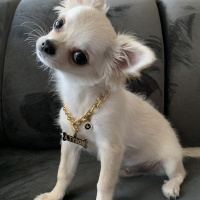 Chihuahua, Köpek  Tyson fotoğrafı