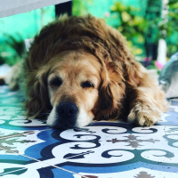 Golden Retriever, Köpek  Tarçın fotoğrafı