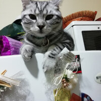 Scottish Fold, Kedi  ceku fotoğrafı