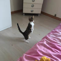 Tekir Kedi, Kedi  Roka fotoğrafı