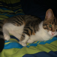 Tekir Kedi, Kedi  Roka fotoğrafı