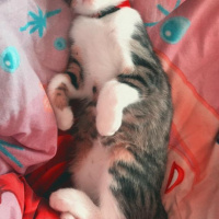 Tekir Kedi, Kedi  Roka fotoğrafı