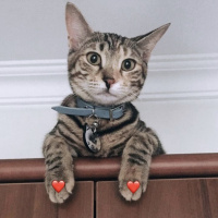 Tekir Kedi, Kedi  Mia fotoğrafı