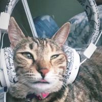 Tekir Kedi, Kedi  Mia fotoğrafı