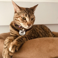 Tekir Kedi, Kedi  Mia fotoğrafı