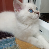 British Shorthair, Kedi  Poncik fotoğrafı