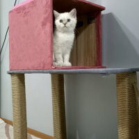 British Shorthair, Kedi  Poncik fotoğrafı