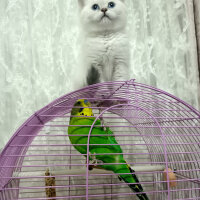 British Shorthair, Kedi  Poncik fotoğrafı