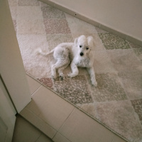 Maltese, Köpek  Maya fotoğrafı