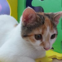 Tekir Kedi, Kedi  Boncuk fotoğrafı