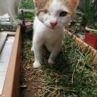 Tekir Kedi, Kedi  Çilek fotoğrafı